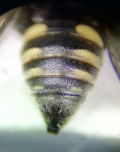 Oxybelus trispinosus